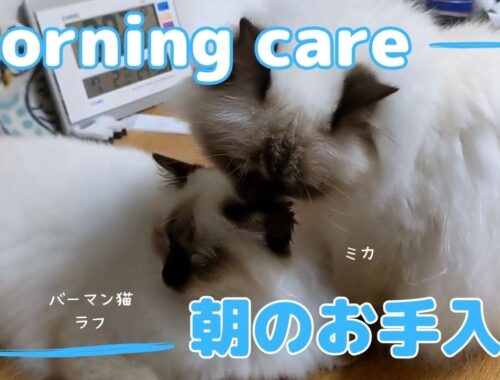 バーマン猫ミカとラフ【朝のお手入れ】Morning care（バーマン猫）Birman/Cat