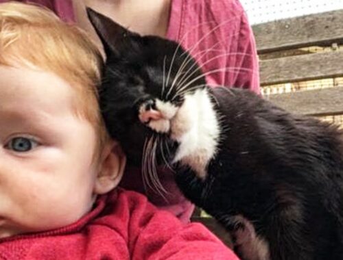 Stray Kitten Can't Stop Hugging The Family Who Rescued And Adopted Her
