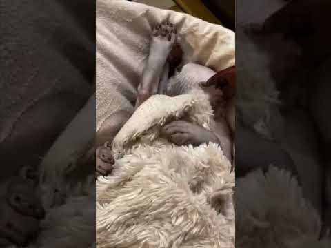 No one can convince me Sphynx cats aren’t aliens👽 #sphynxcat #sphynx #baldcat #weirdcats #funnycats No one can convince me Sphynx cats aren't aliens👽 #sphynxcat #sphynx #baldcat #weirdcats #funnycats