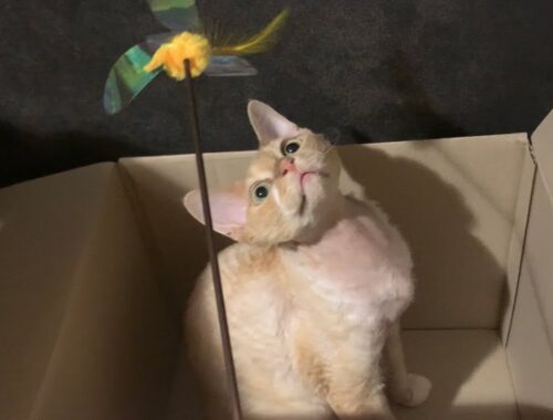 段ボール箱📦があったら、すぐ入るデボンレックス猫(Devon Rex cat loves to get in a cardboard box)