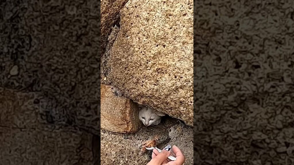 Poor Stray Kitten Was Stuck Between Rocks!