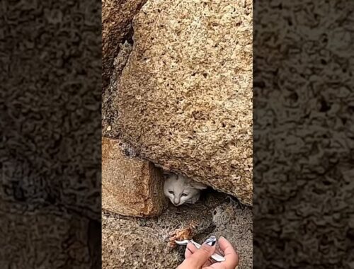 Poor Stray Kitten Was Stuck Between Rocks!