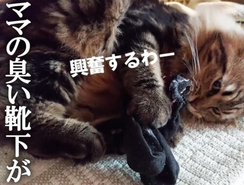 ママの臭い靴下がマタタビ並に好きすぎて、サイベリアン子猫が狂う動画はこちらです