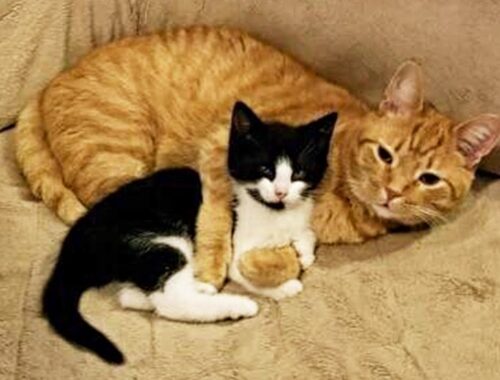 Domestic Cat Adopts a Stray Kitten And Won't Let It Go To Another Family