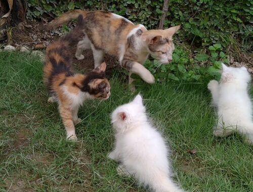 Cute Kittens Meeting Stranger Kitten For The First Time Their Foster Mother Is investigating
