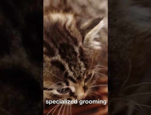 cats grooming #youtubeshorts #viral #trending #animals #facts #cat #cats #shorts #short #reels