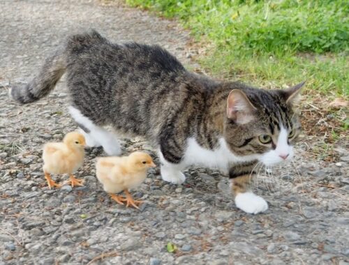 Daddy cat Coco walks with tiny chicks in the park