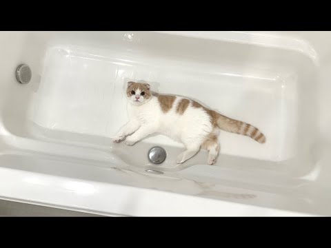 子猫が浴槽で寝てるのでそのままお湯を出してみたらこうなりましたw