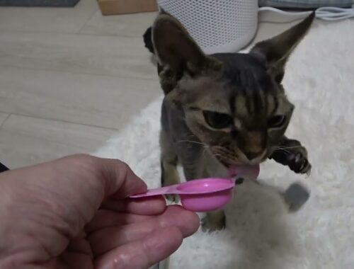 デボンレックス子猫ににゃんスプーンをあげました。（Giving a cat snack nyan-spoon to Devon Rex Kitten)