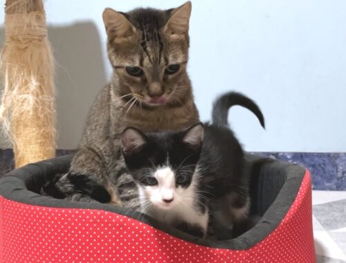 How did a talking rescued kitten and a non-blood-related older cat become a parent and child?