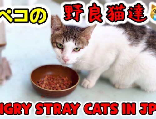 腹ペコの野良猫達に餌を与えますPart 2 【沖縄で野良猫保護活動】【猫の里親募集中】