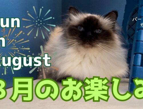 バーマン猫ガブ【８月のお楽しみ】Fun in August（バーマン猫）Birman/Cat