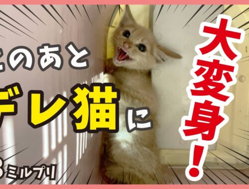 【威嚇からの秒デレ】保護した威嚇バリバリの子猫が甘えん坊に？【アイドル猫・ミルプリ3】/ cute kittens are idols