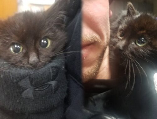 Stray Kitten Rescued From a Snowdrift Demands a Policeman To Adopt Him