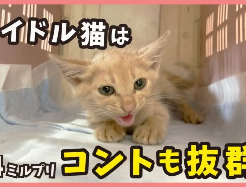 【威嚇からの秒デレ】保護した威嚇子猫はコントもできるオモシロ猫だった？【アイドル猫・ミルプリ4】/ cute kittens are idols