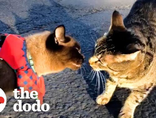 Cat Meets Her New Boyfriend On Her Daily Walk | The Dodo