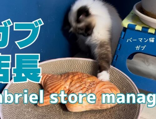 バーマン猫ガブ【ガブ店長】Gabriel store manager（バーマン猫）Birman/Cat