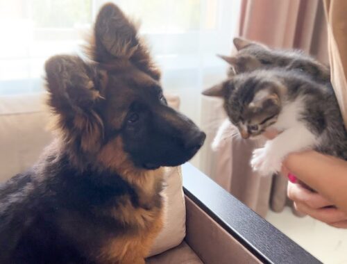 German Shepherd Confused by Meeting with Tiny Kittens
