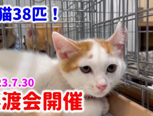 子猫38匹！譲渡会の様子【Japanese cat adoption event】