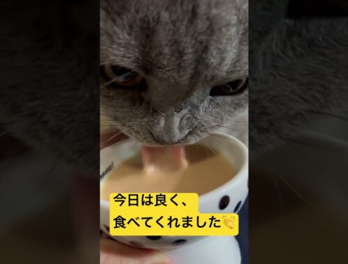 今日はたくさん食べてくれた      #cat #ねこ #シャルトリュー #猫 #chartreux #kawaii #にゃんこ #ネコ #japan #猫の病気