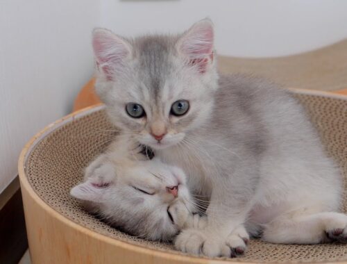The kittens in the grooming battle are cute.