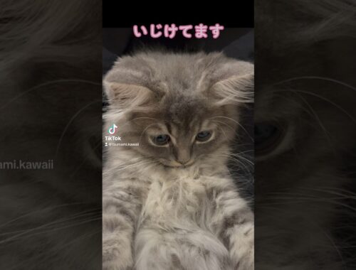 いじける子猫が可愛すぎる・・・！ #ラガマフィン #つまみちゃん #かわいい #猫 #子猫 #おすすめ #shorts