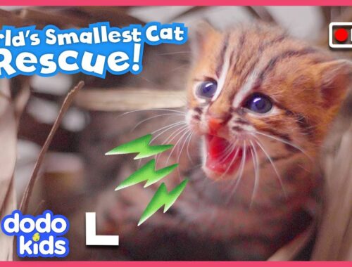 Mom’s Daring Baby Wild Cat Rescue Caught On Camera! | Dodo Kids | Rescued!