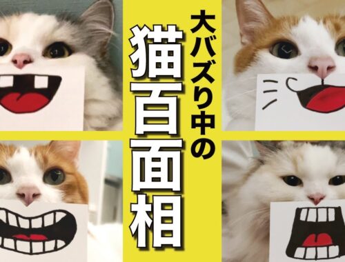 話題の猫百面相をやってみたら面白すぎたｗｗｗ【関西弁でしゃべる猫】