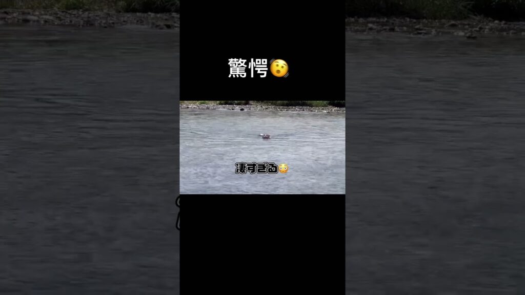 [swimming cat]泳ぎの上手なかわいい短足猫A cute short-legged cat that swims well