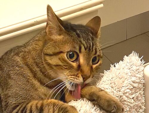 Cat goes clinically crazy when someone touches his best friend !