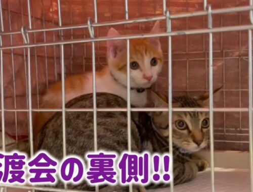 子猫38匹譲渡会の裏側【Japanese cat adoption event】