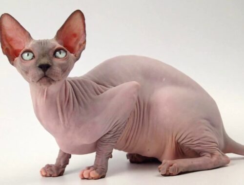 【世界の猫】裸んぼう猫スフィンクスの魅力を紹介します