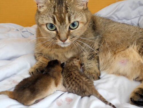 Kiki the cat who just became a mom and her baby kittens a few hours old