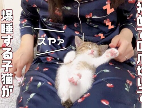 【保護猫】初めての爪切りで爆睡する子猫が可愛いすぎましたｗ