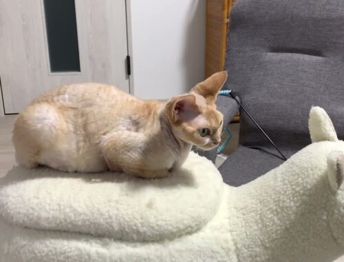 デボンレックス猫がアルパカのパーちゃんと一体化しています(Devon Rex cat looks like being integrated in the alpaca-shaped chair)