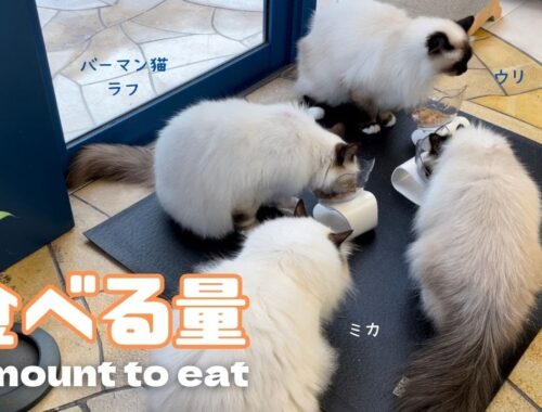 バーマン猫ミカとラフとガブとウリ【食べる量】Amount to eat（バーマン猫）Birman/Cat