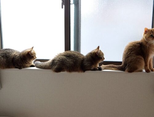 Female cats were queuing by the window