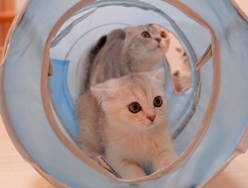 A cute kitten that explodes with joy in her first cat tunnel.