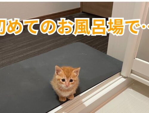【子猫】茶トラの子猫が初めてお風呂場にやってきました！