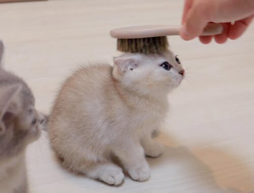 The kitten desperately enduring brushing was too cute.