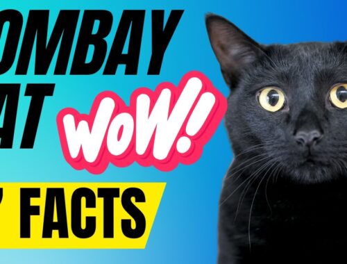 7 Most Incredible Bombay Cat Facts