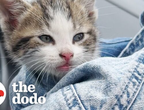 Sisters Rescue A Kitten At The Indy 500 | The Dodo