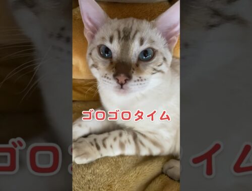 【子猫動画】ゴロゴロタイム！　ホワイトベンガル　生後4ヶ月半！ 　アイドル　ベンガル猫　ネコ　ねこ　#cat #bengalcat #ベンガル #ベンガル猫 #ベンガル子猫 #子猫 #bengal