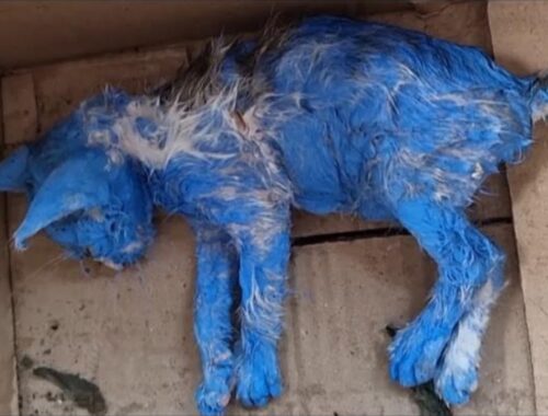 They Painted Her Blue For Fun Then Discarded Her Crying In The Middle Of The Rain...