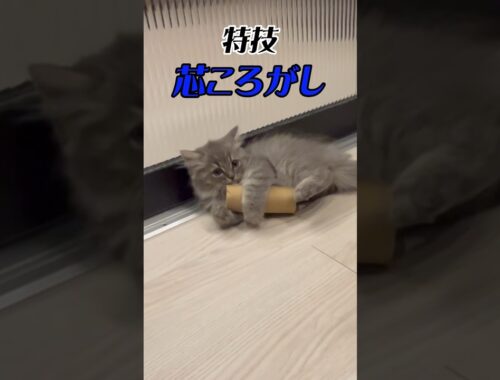 日本代表さながらのフットワーク！ #子猫 #おすすめ #cat #かわいい #つまみちゃん #ラガマフィン #猫 #ねこのいる生活 #shorts