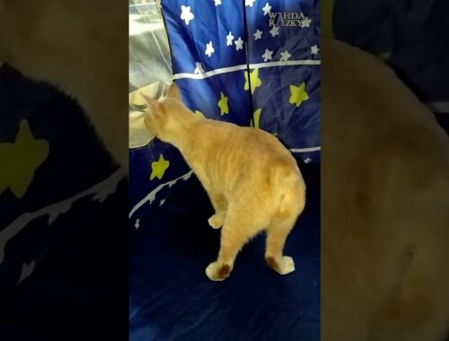A Manx Cat Gets Into Kid's Tent