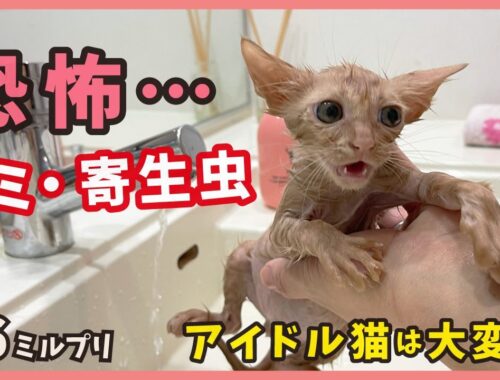 【ノミ大量 子猫 シャンプー】究極ツンデレ猫は過酷な野良生活を耐えてきました…【アイドル猫・ミルプリ6】/ cute kittens are idols