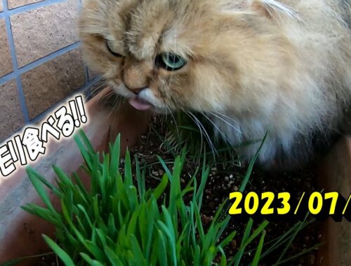 蒸し暑い朝、草も朝食もモリモリ食べるペルシャ猫のひとみです。