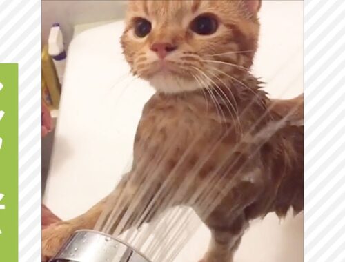 シャワーが大好きな猫さん🚿 堂々とした水浴び姿がかっこいい😼✨【PECO TV】