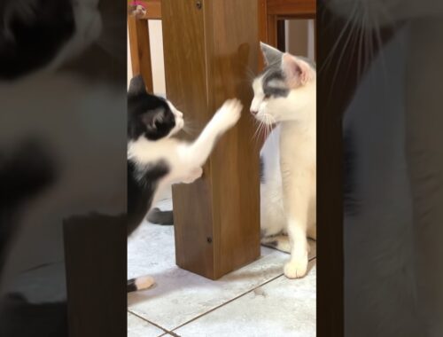 Rescued kitten acts as provocateur to older cat #shorts